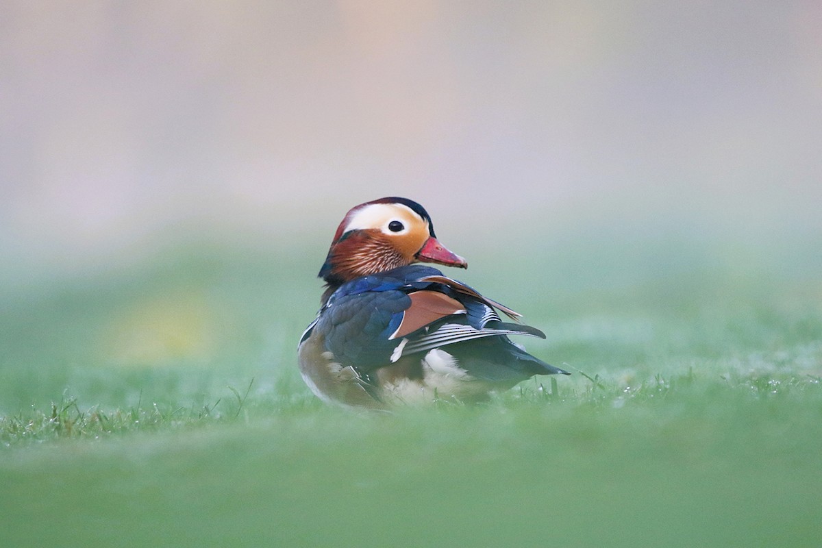 Mandarin Duck - ML642145914