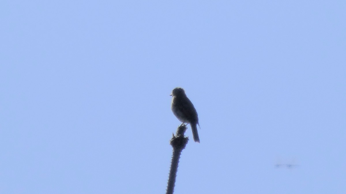 muscicapid sp. - ML642145922