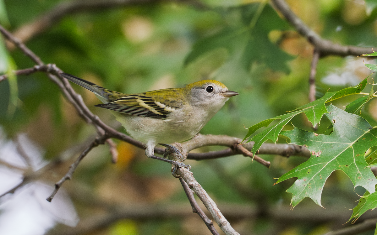 Chestnut-sided Warbler - ML642145925