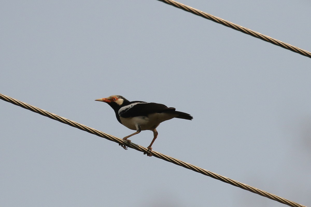 Siamese Pied Starling - ML642145927