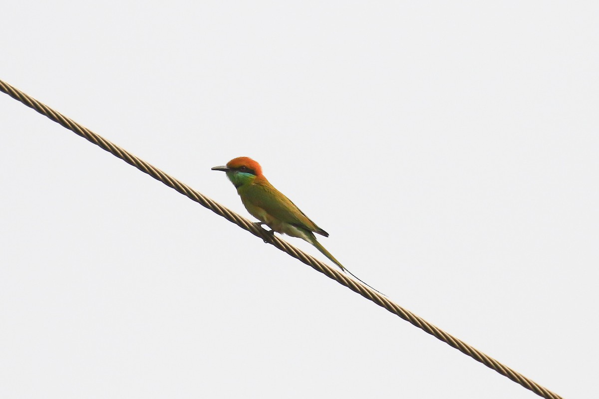 Asian Green Bee-eater - ML642145931