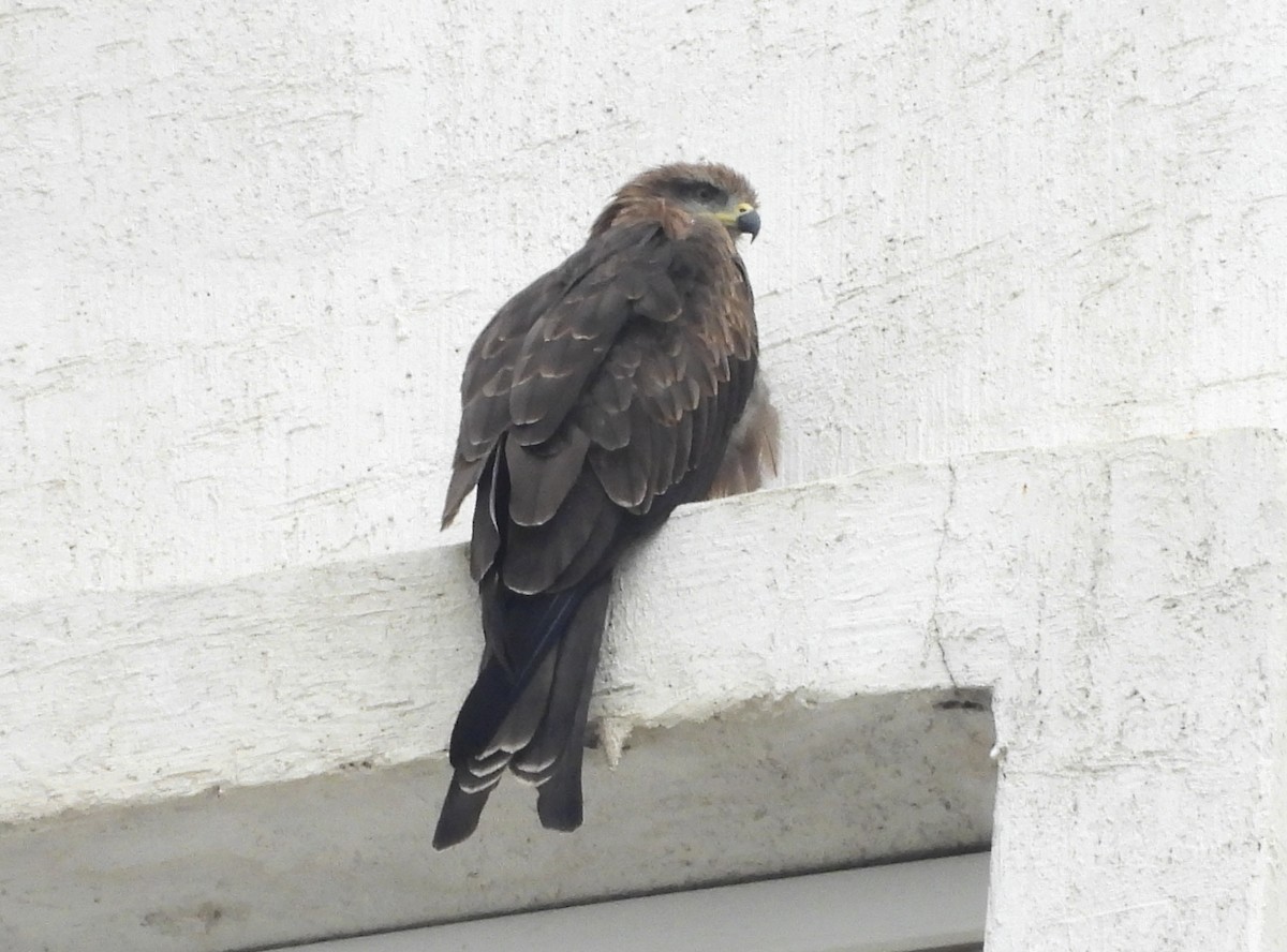 Black Kite - ML642145932