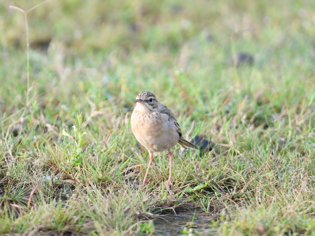 Paddyfield Pipit - ML642145935