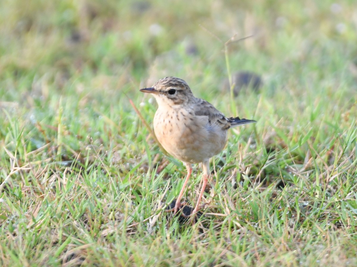 Paddyfield Pipit - ML642145936