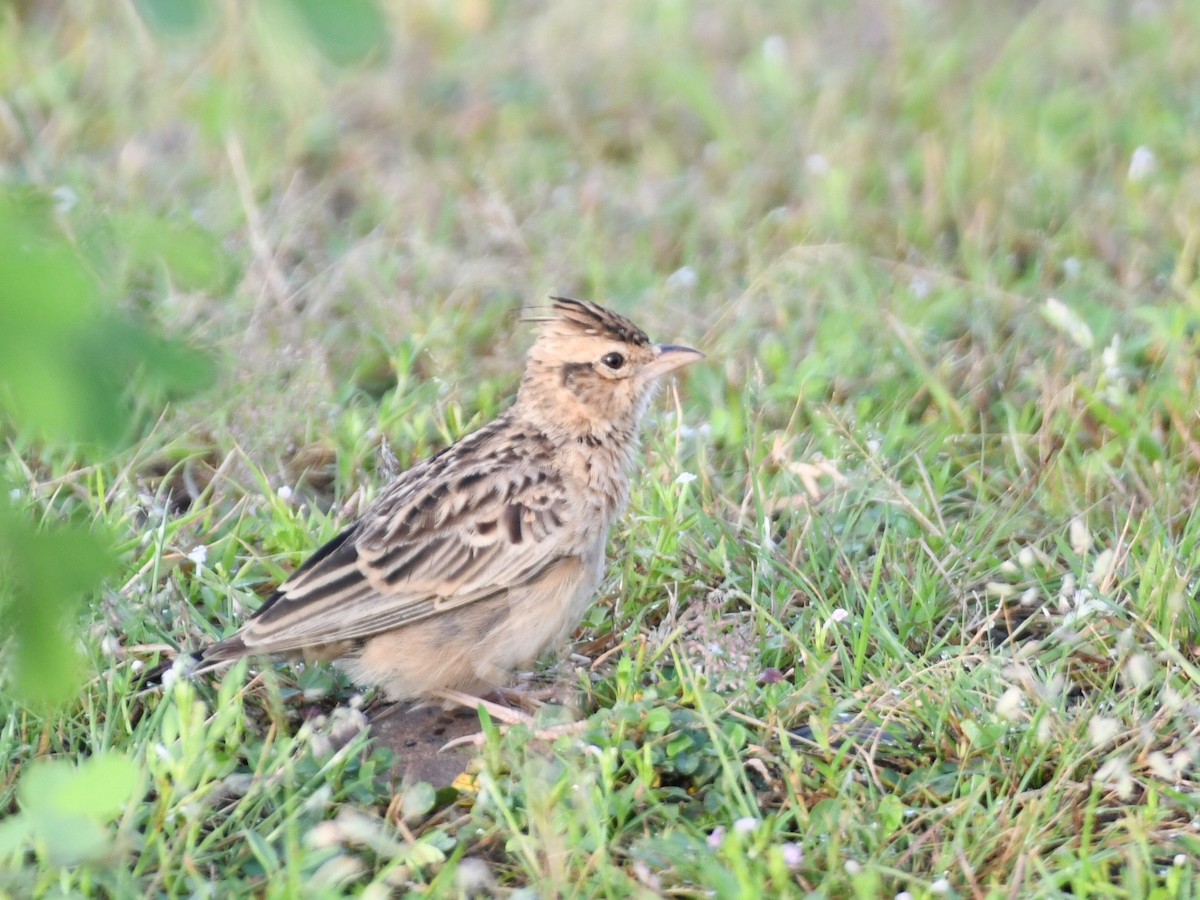 Tawny Lark - ML642145940