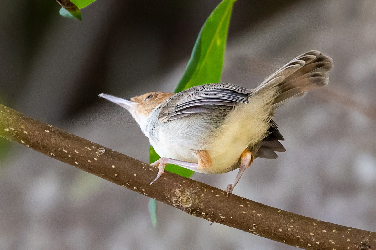 Olive-backed Tailorbird - ML642145950