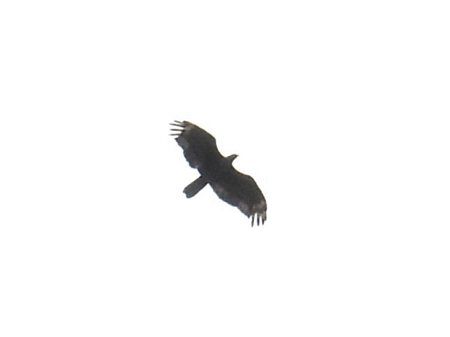 Oriental Honey-buzzard - ML642145957