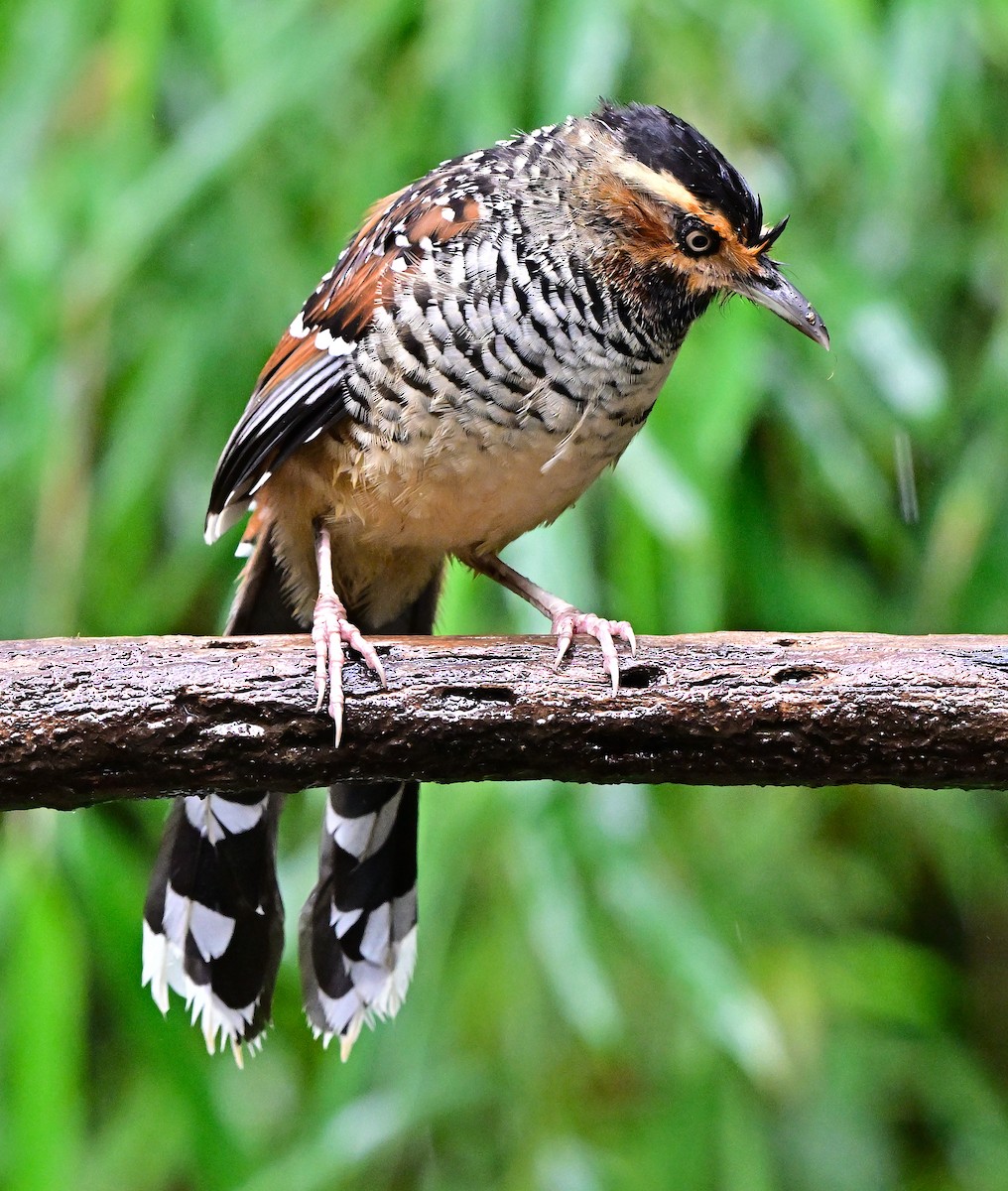 Spotted Laughingthrush - ML642145978
