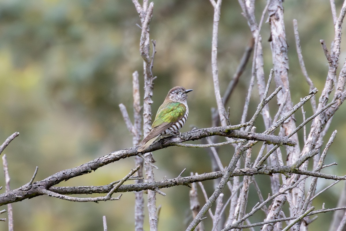 Shining Bronze-Cuckoo - ML642145985
