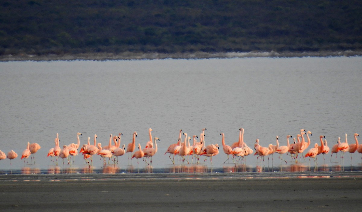 Chilean Flamingo - ML64214601