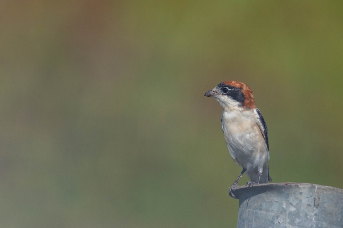 Woodchat Shrike - ML642146029