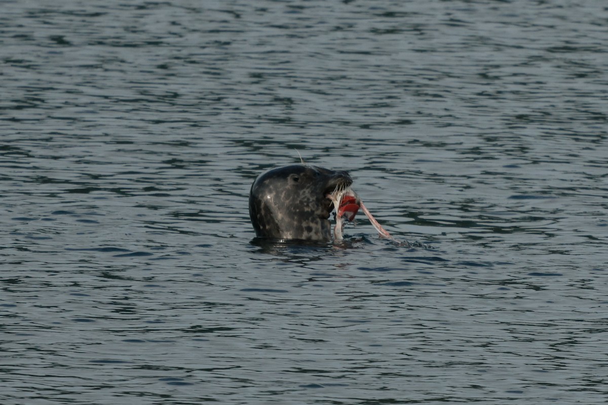 Pacific Harbor Seal - ML642146033