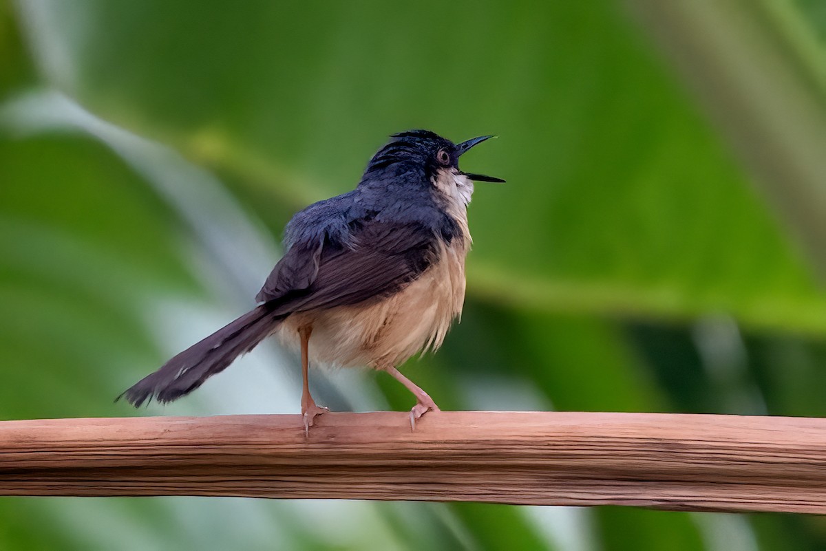 Ashy Prinia - ML642146058