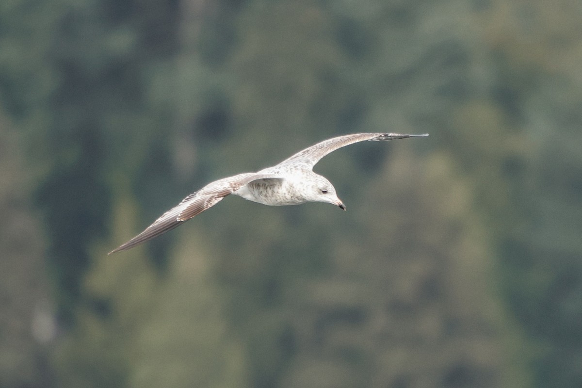 Ring-billed Gull - ML642146061