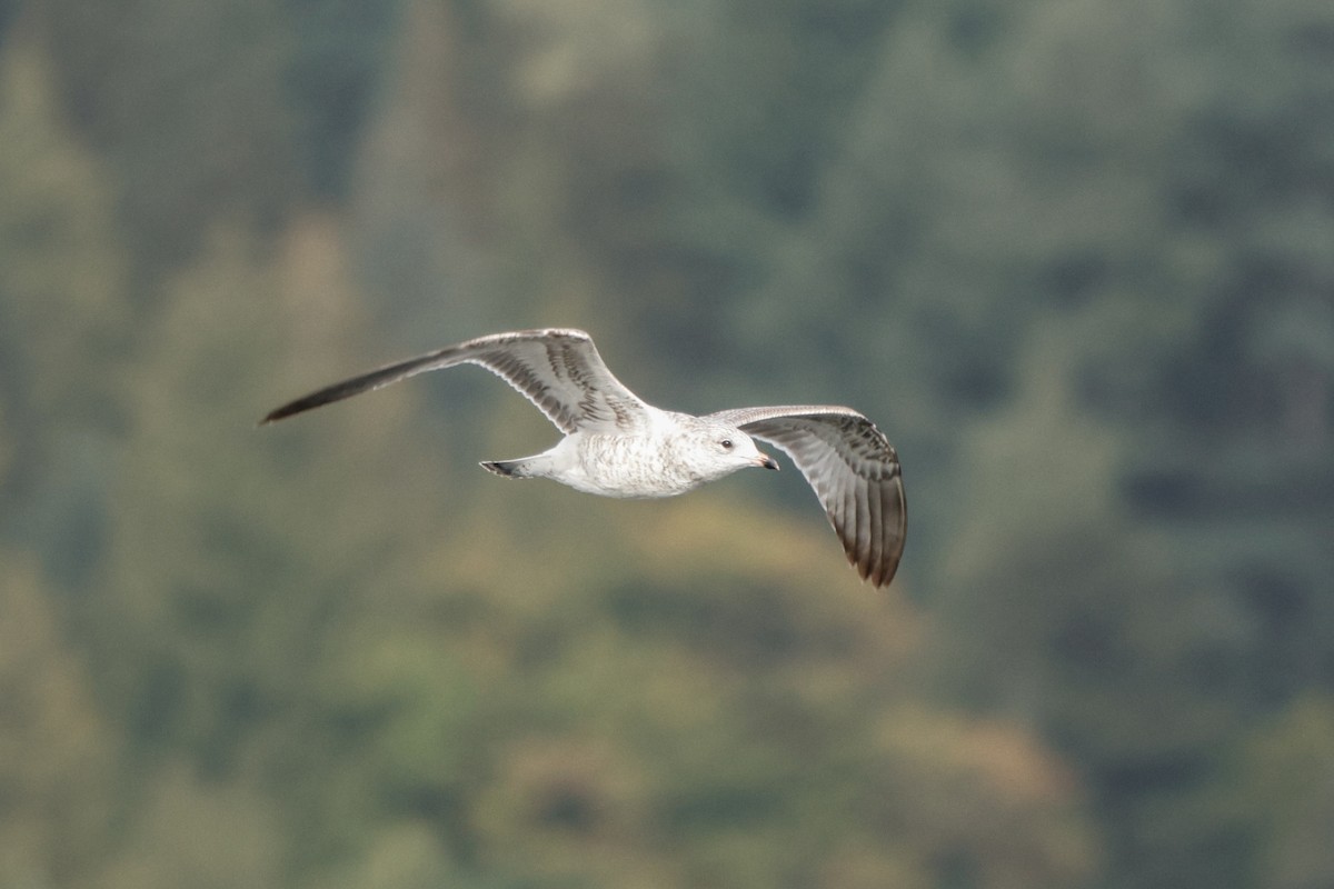 Ring-billed Gull - ML642146062