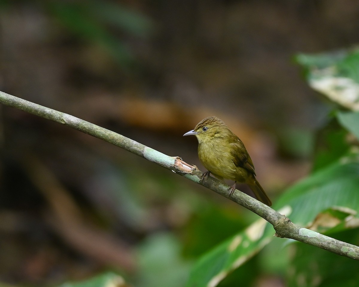 Cachar Bulbul - ML642146068