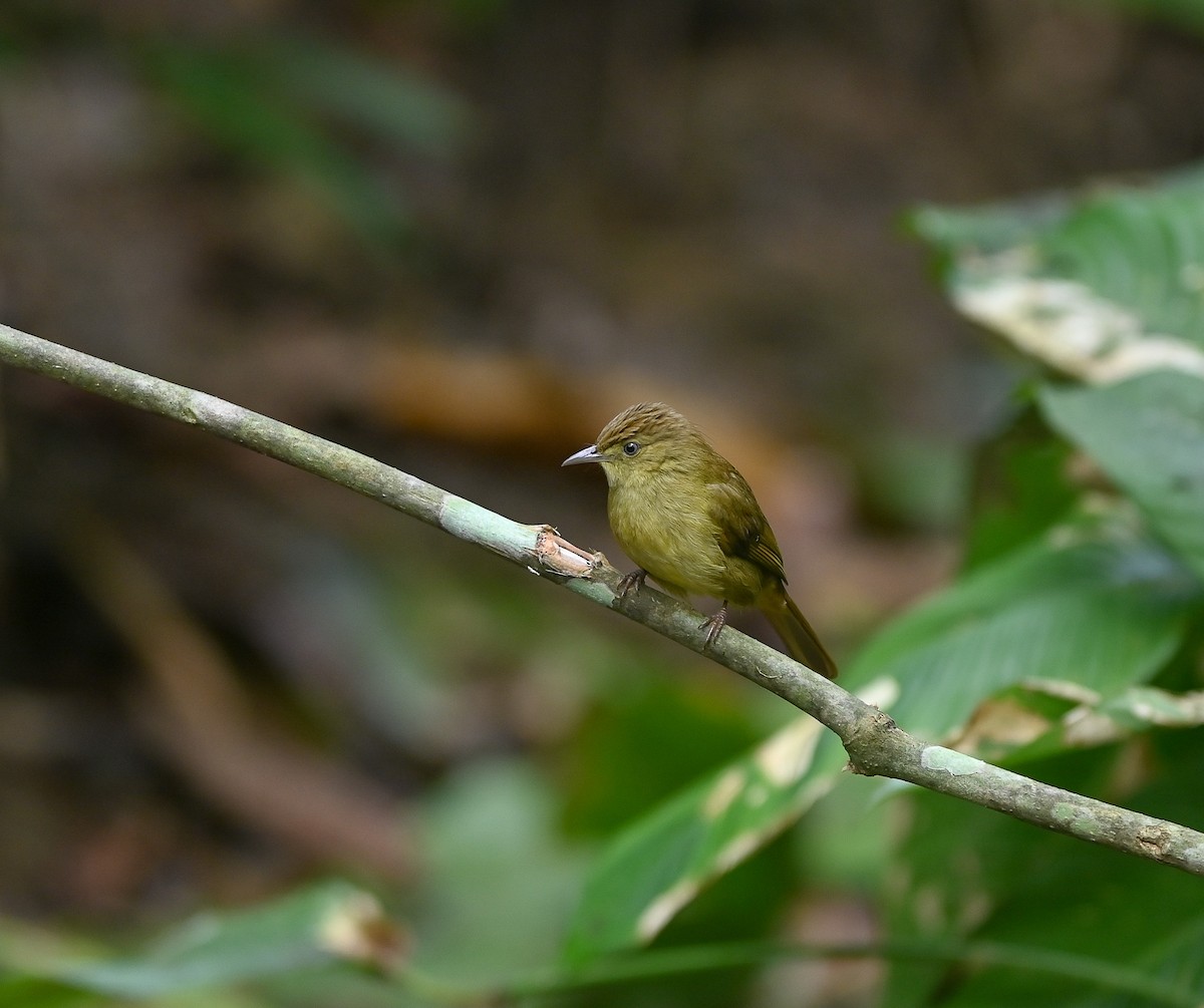 Cachar Bulbul - ML642146069