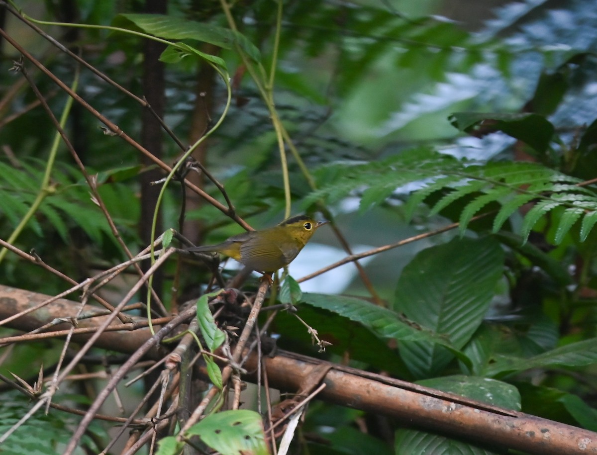 Green-crowned Warbler - ML642146071