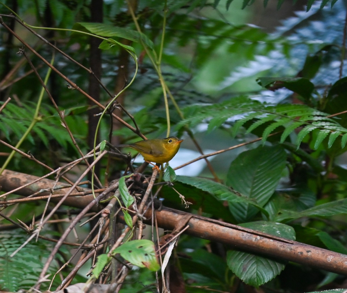Green-crowned Warbler - ML642146072