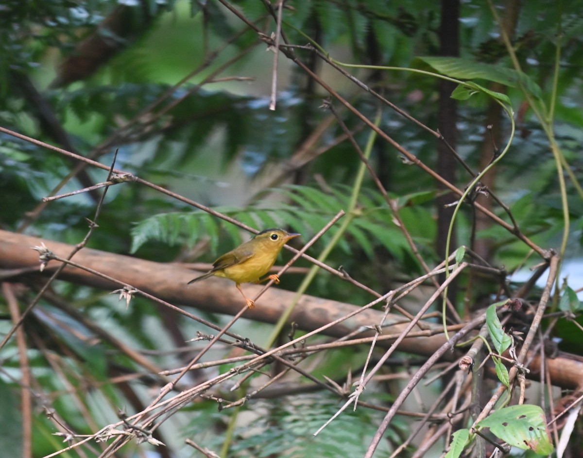 Green-crowned Warbler - ML642146077