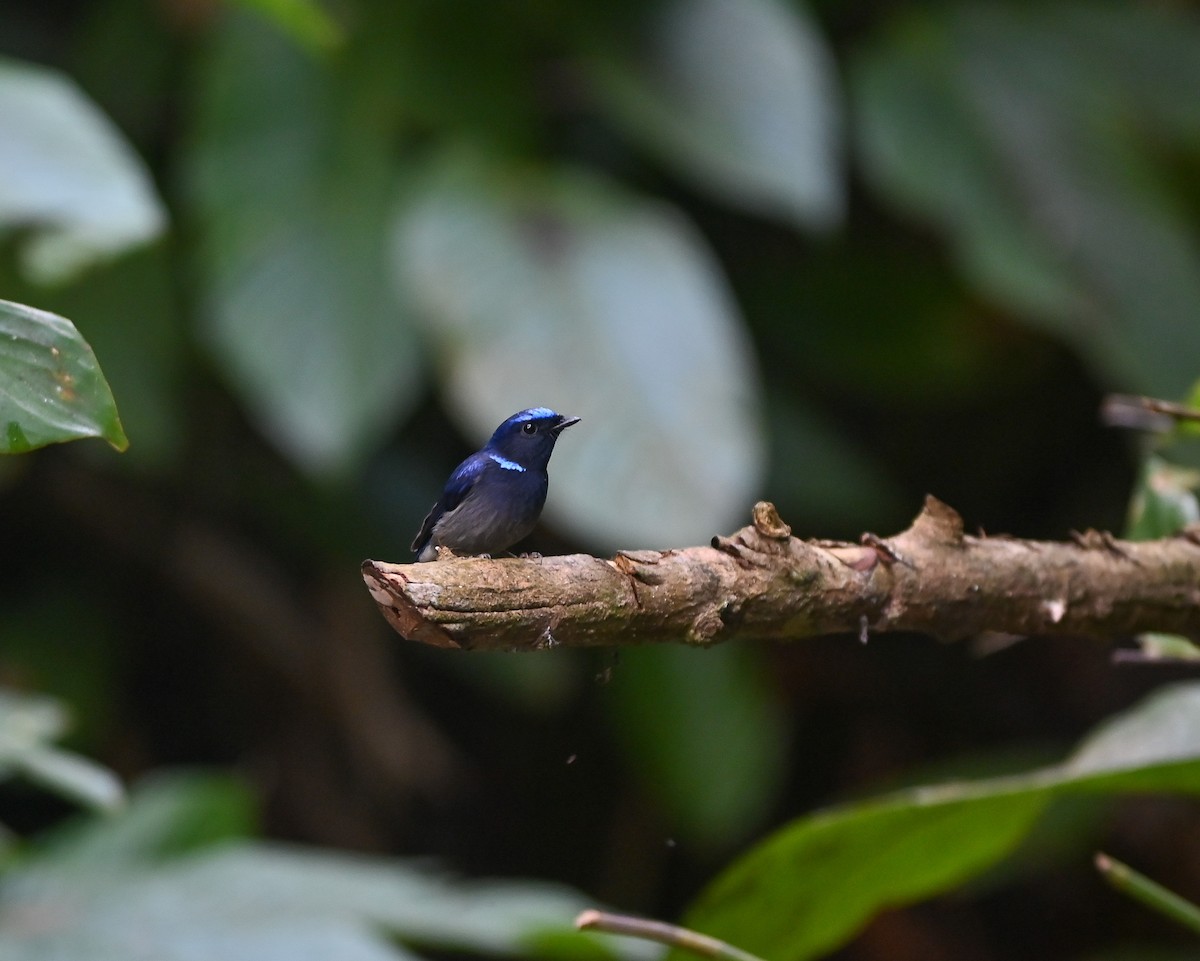 Small Niltava - ML642146086