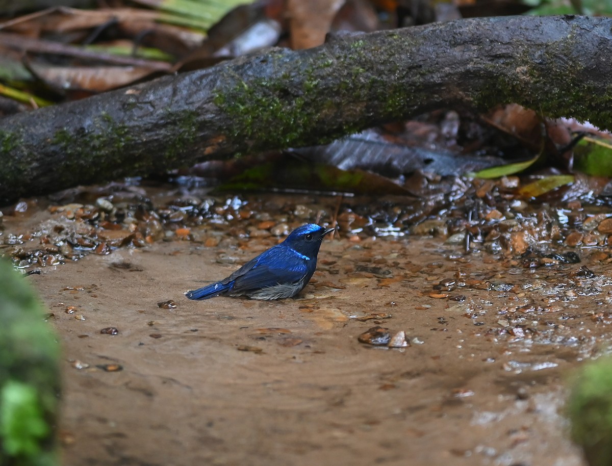 Small Niltava - ML642146087