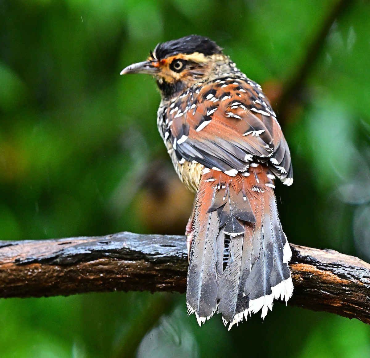Spotted Laughingthrush - ML642146105