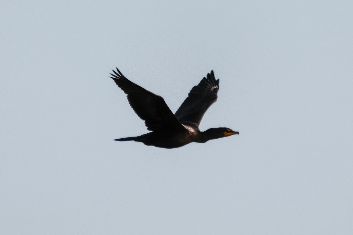 Cormoran à aigrettes - ML642146119
