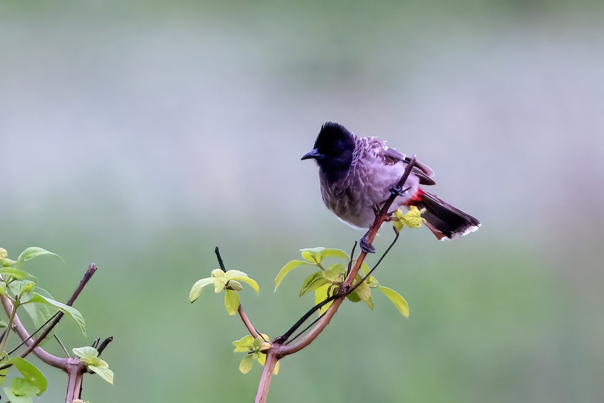 Red-vented Bulbul - ML642146138