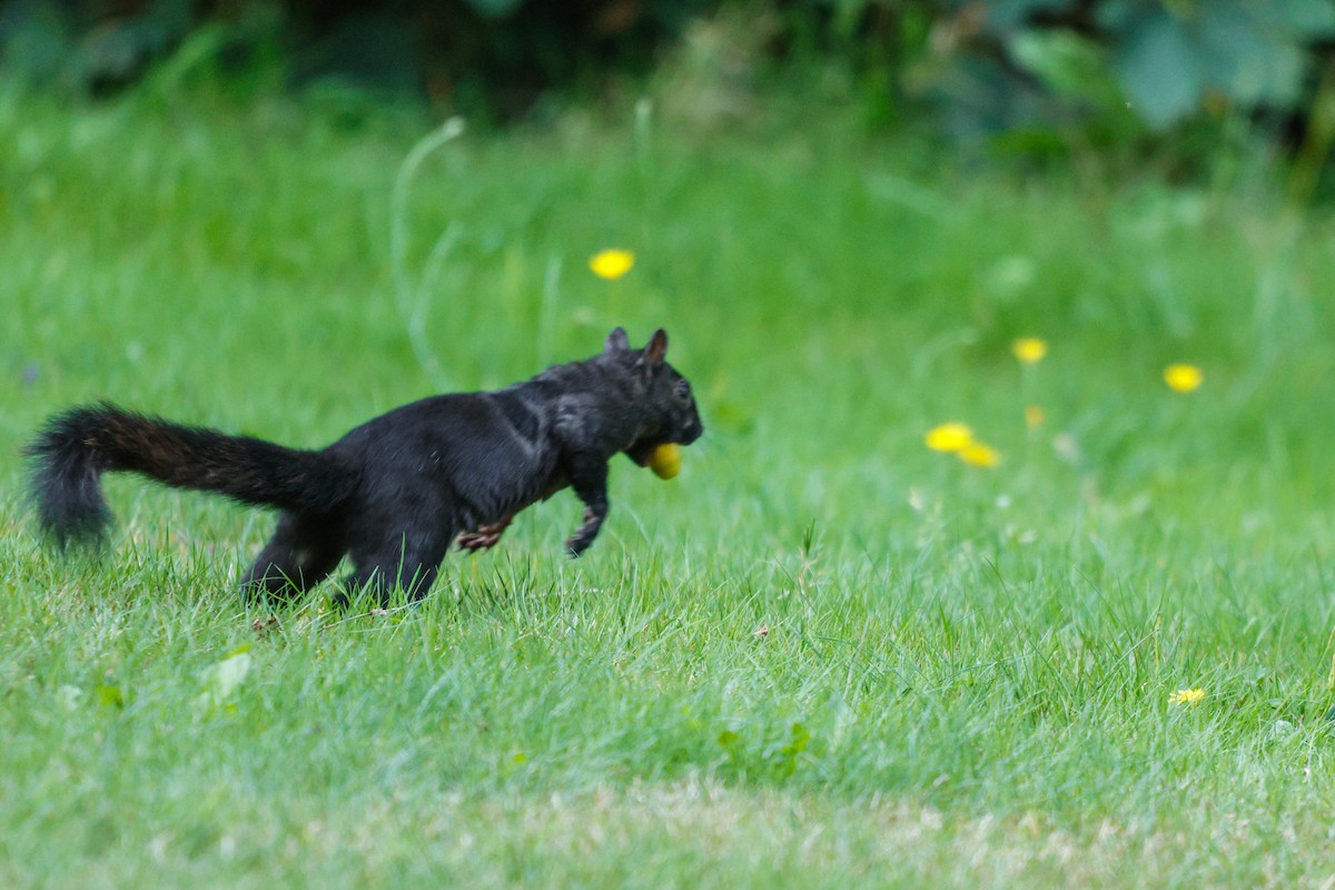 Eastern Gray Squirrel - ML642146146
