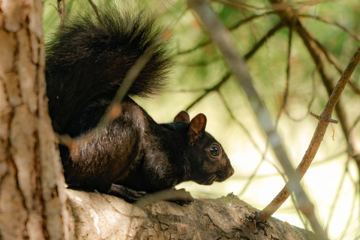 Eastern Gray Squirrel - ML642146147