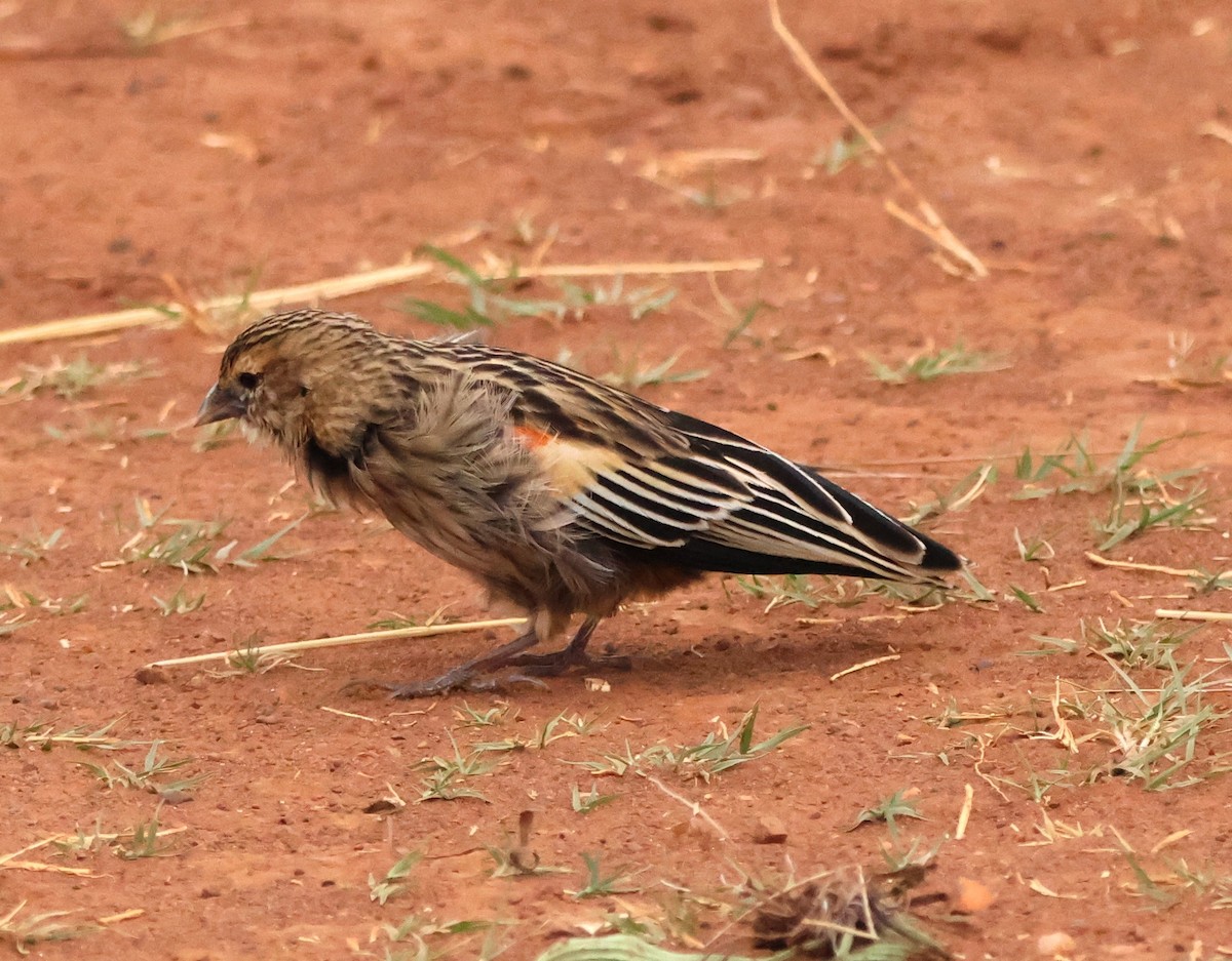 Long-tailed Widowbird - ML642146149