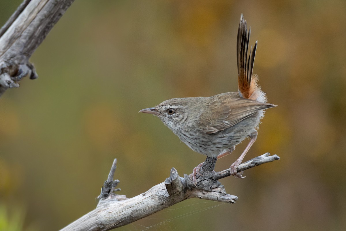 Chestnut-rumped Heathwren - ML642146156