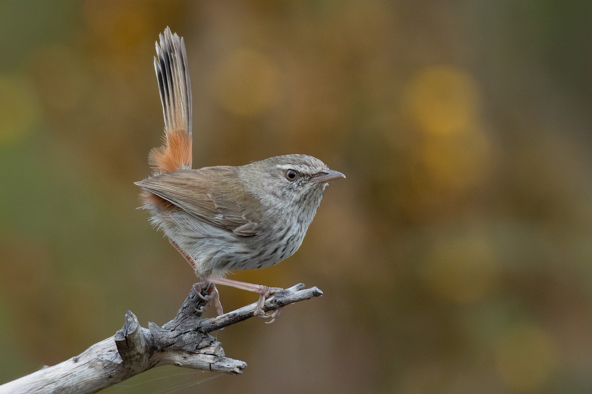 Chestnut-rumped Heathwren - ML642146157