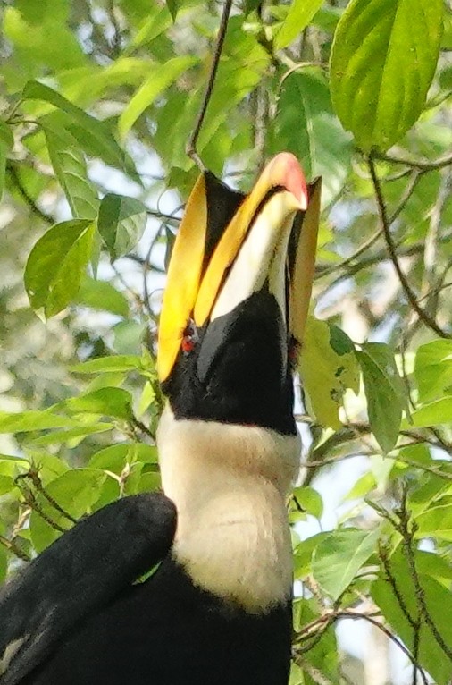 dvojzoborožec žlutozobý - ML642146159