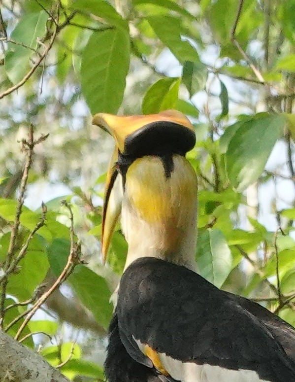 dvojzoborožec žlutozobý - ML642146160