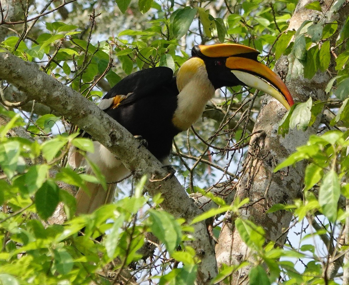 dvojzoborožec žlutozobý - ML642146161