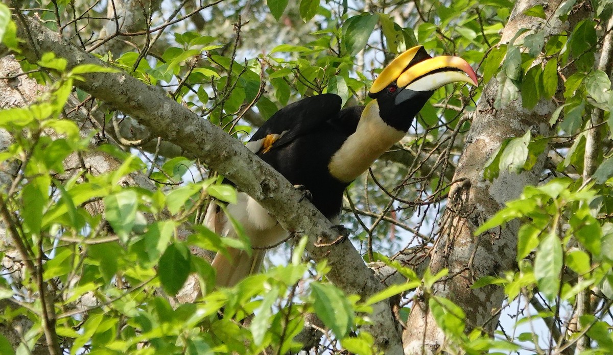 dvojzoborožec žlutozobý - ML642146162