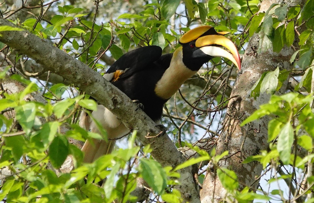 dvojzoborožec žlutozobý - ML642146163