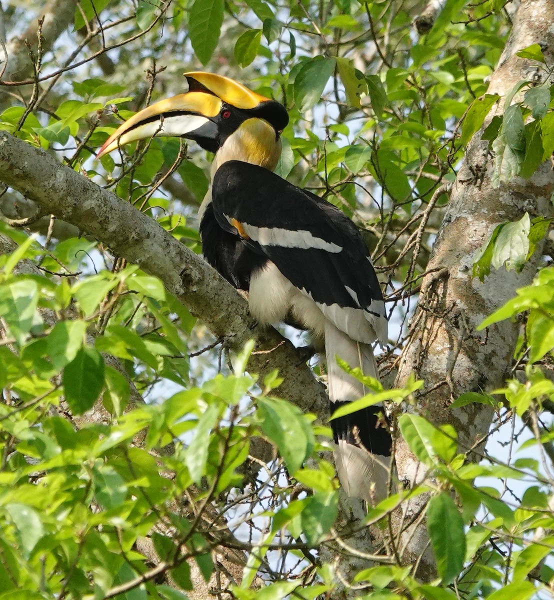 dvojzoborožec žlutozobý - ML642146164