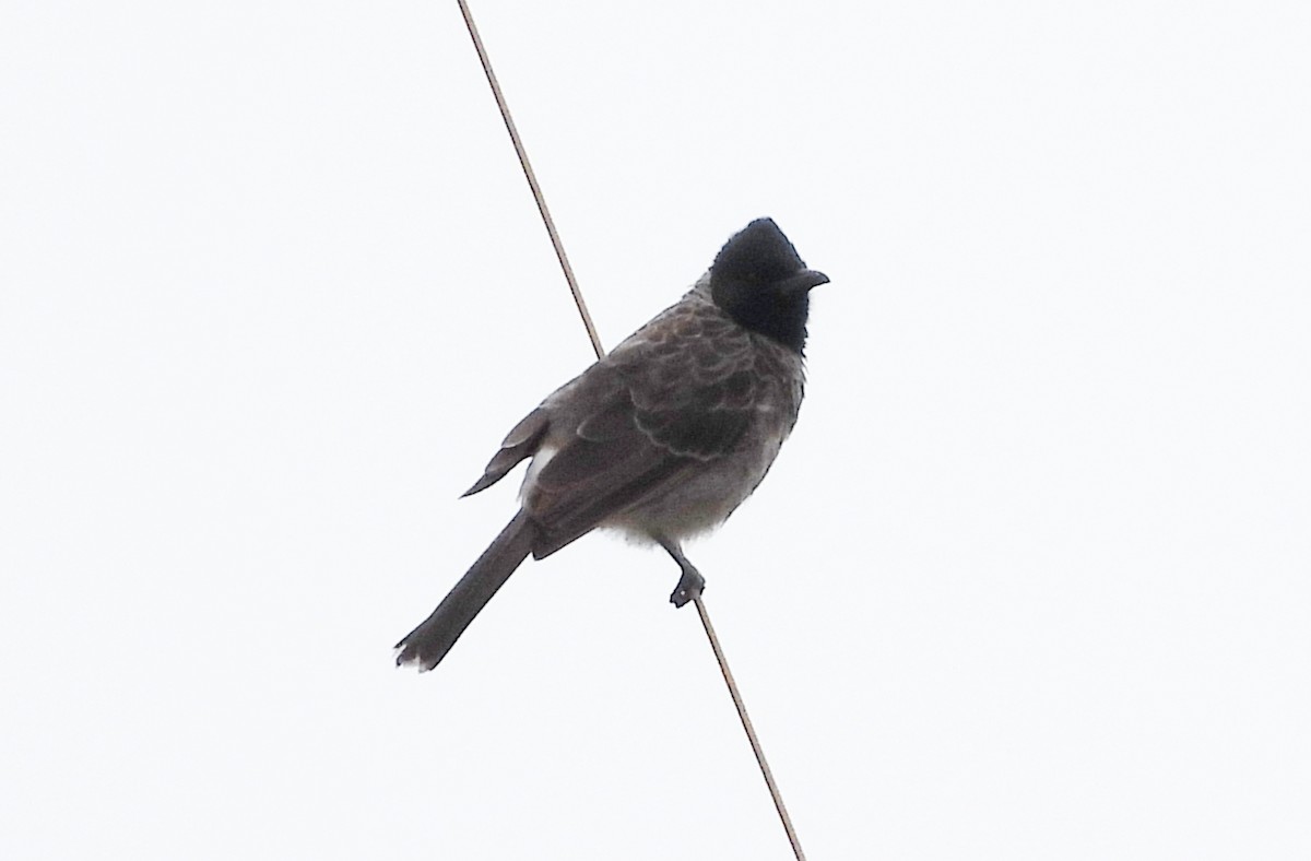 Red-vented Bulbul - ML642146167