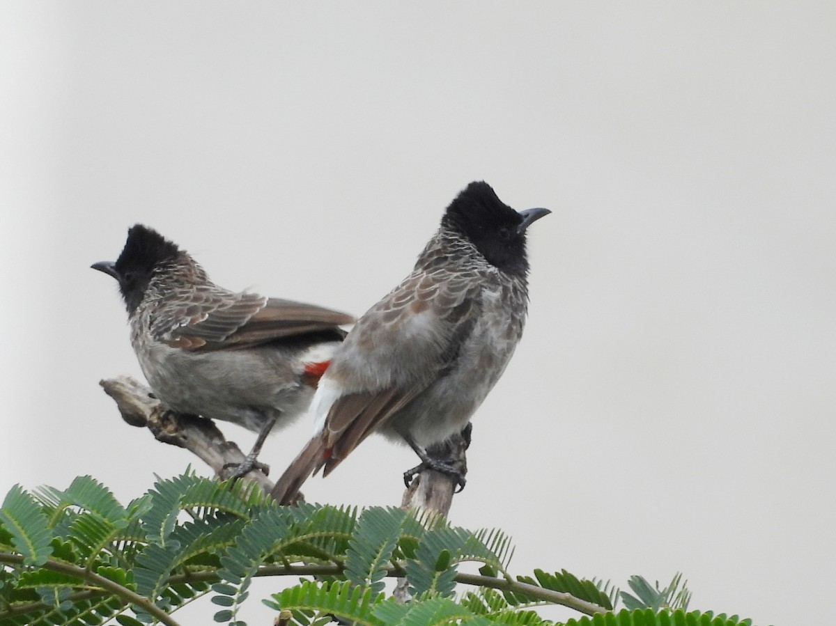 Red-vented Bulbul - ML642146168