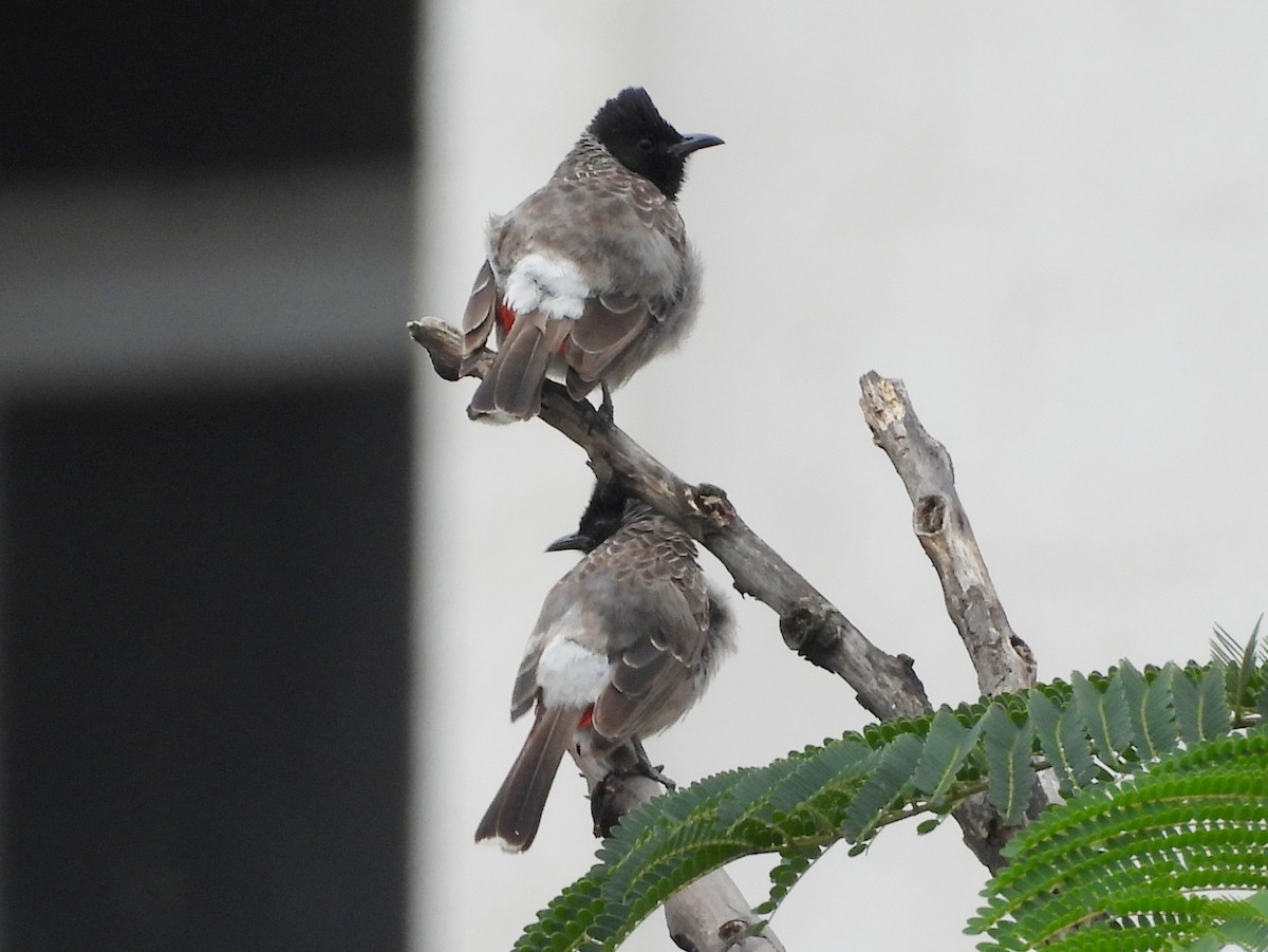 Red-vented Bulbul - ML642146169