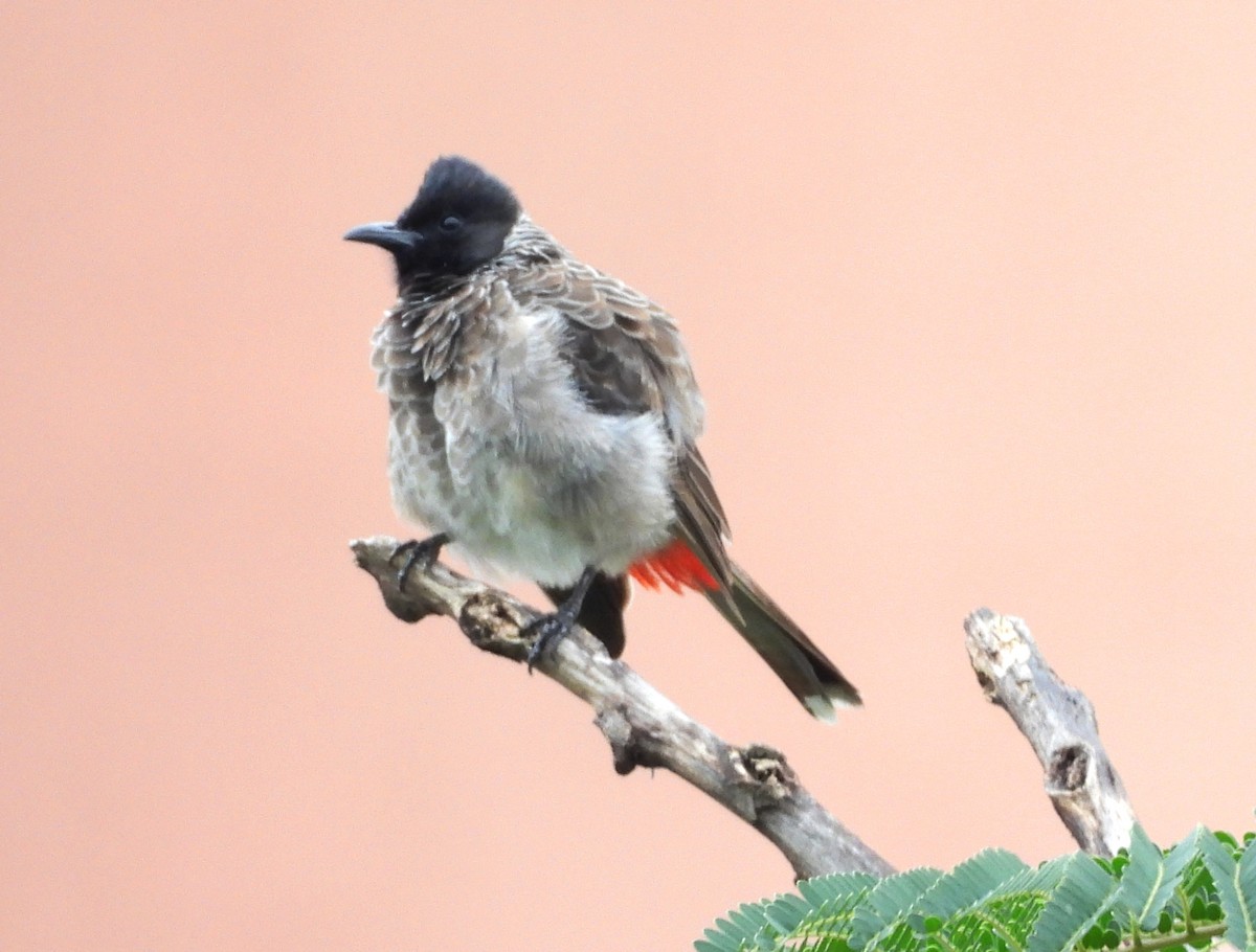 Red-vented Bulbul - ML642146170