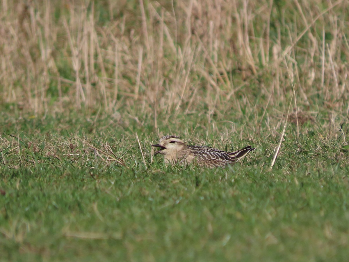 Eurasian Dotterel - ML642146195