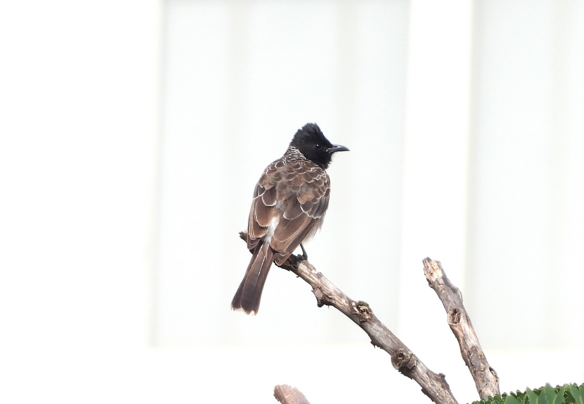 Red-vented Bulbul - ML642146196