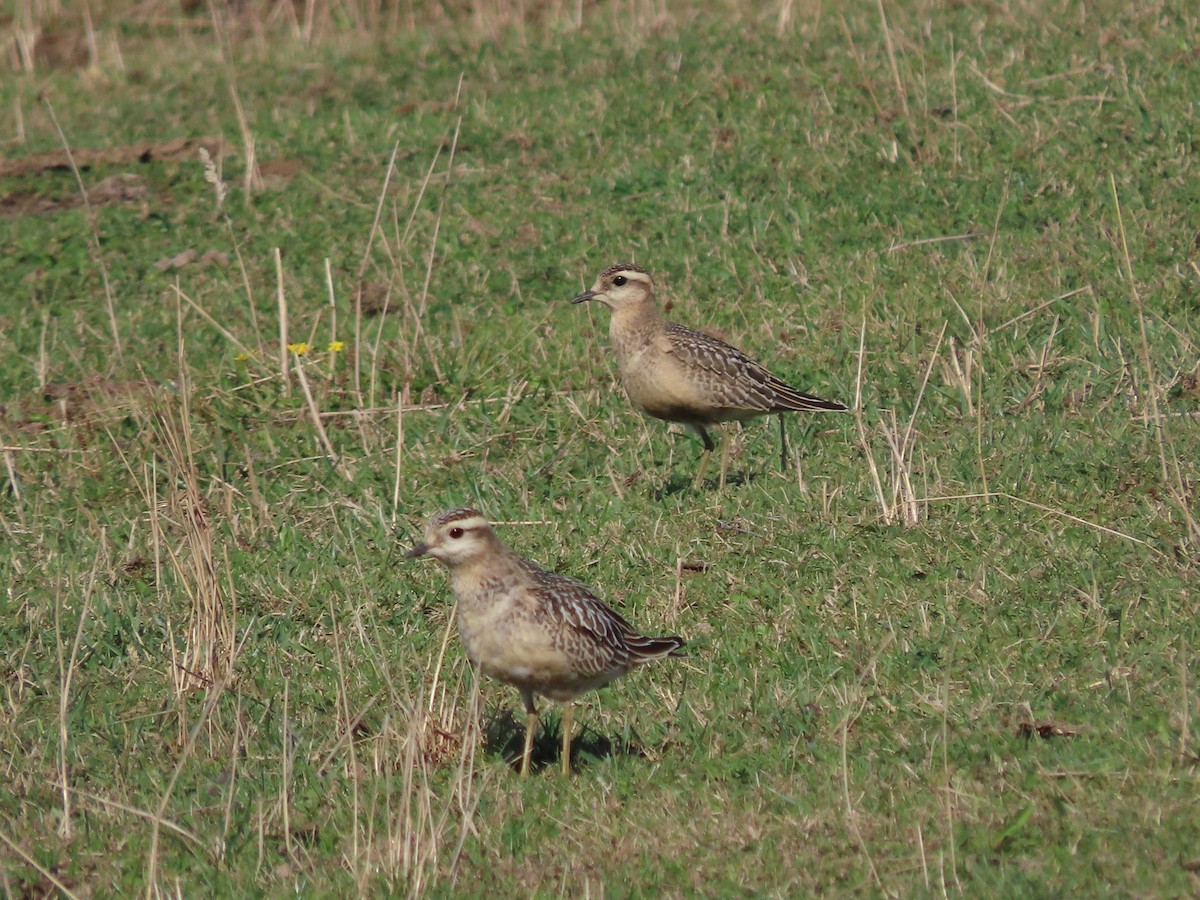 Eurasian Dotterel - ML642146201