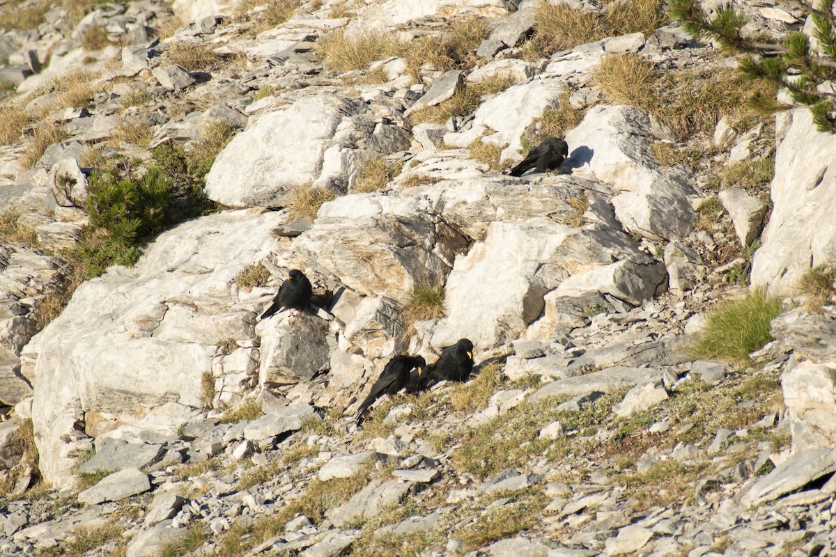 Yellow-billed Chough - ML642146206