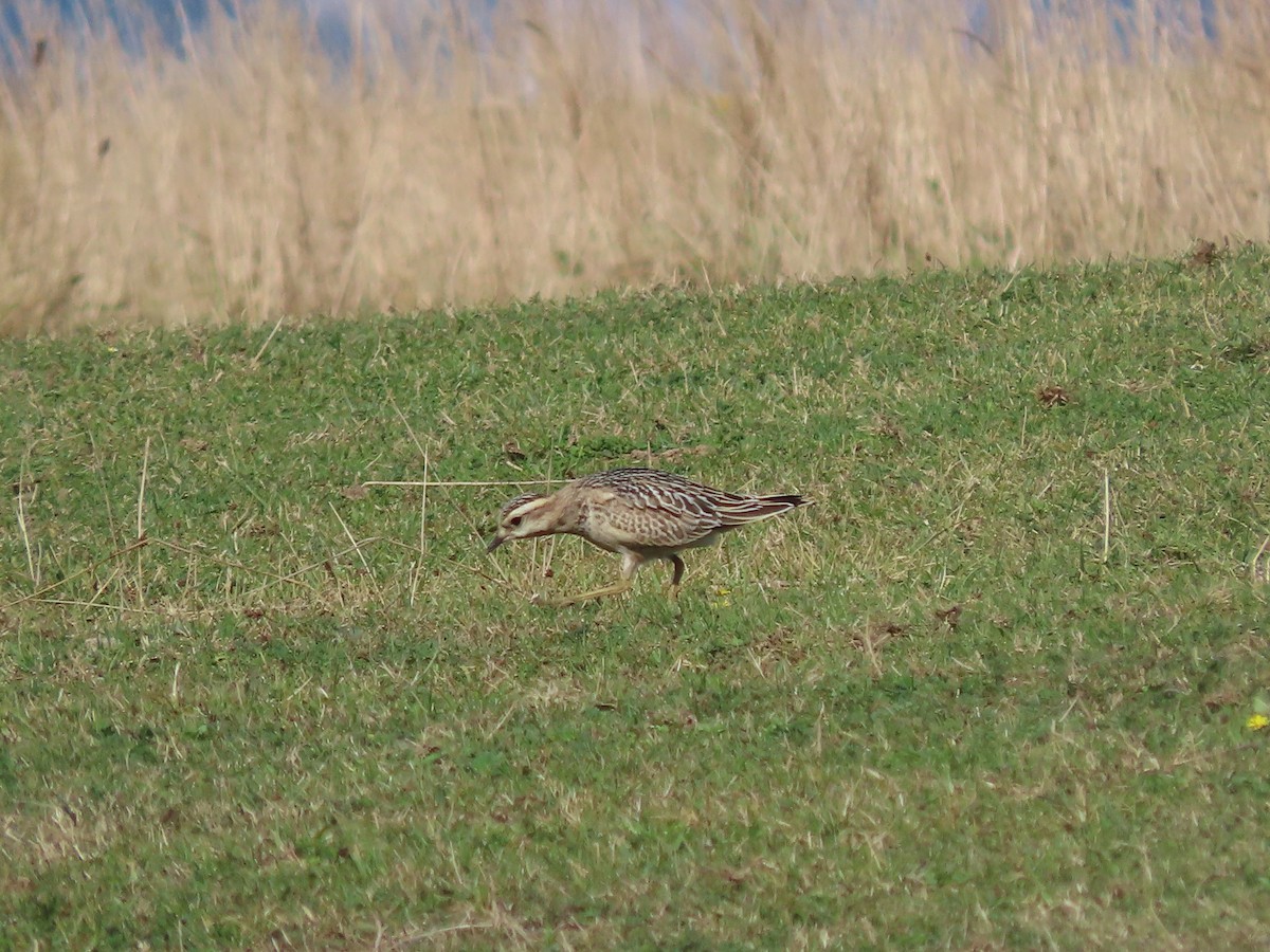 Eurasian Dotterel - ML642146207