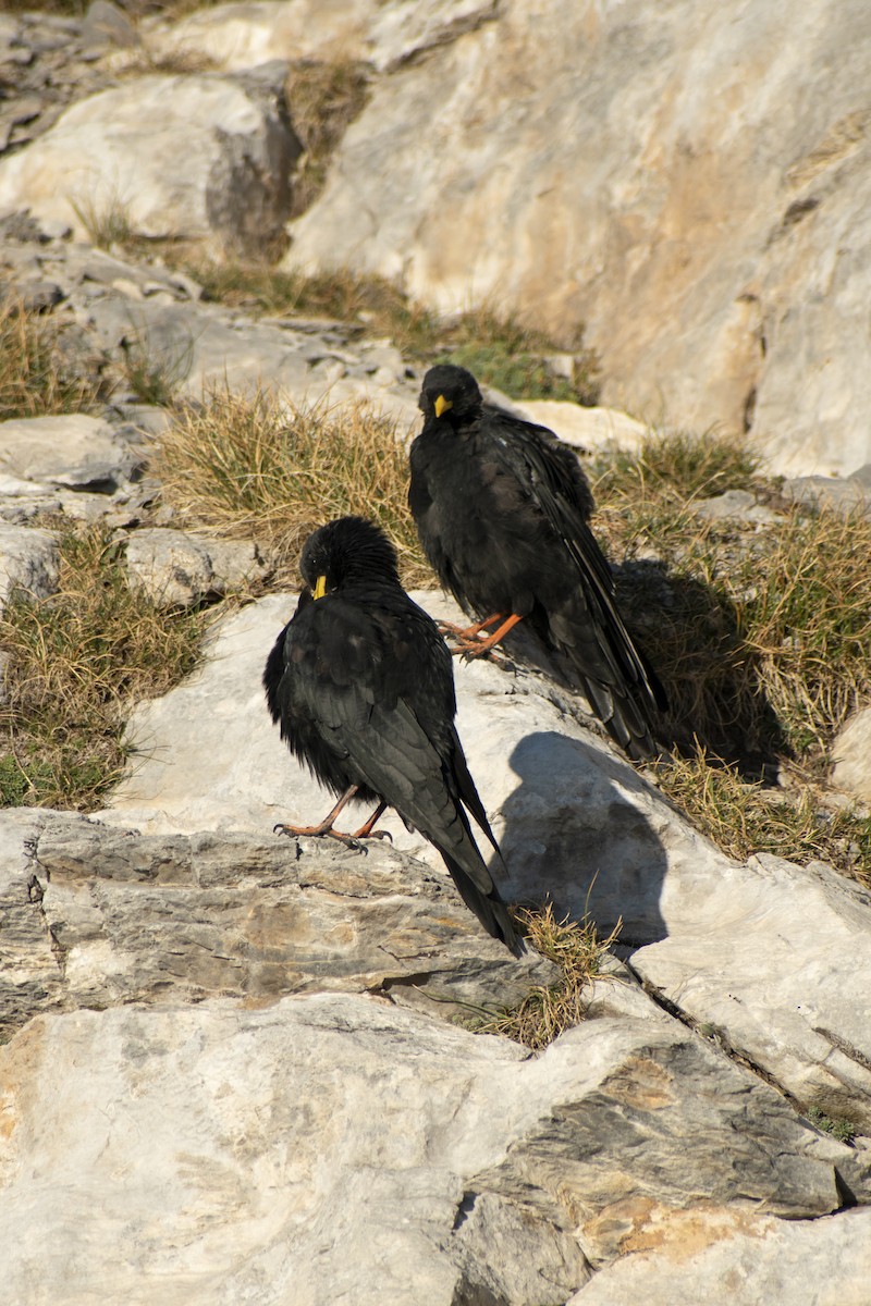 Yellow-billed Chough - ML642146209
